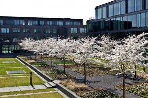 fruehling_spring_1