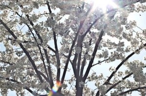fruehling_spring_2