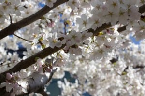 fruehling_spring_3