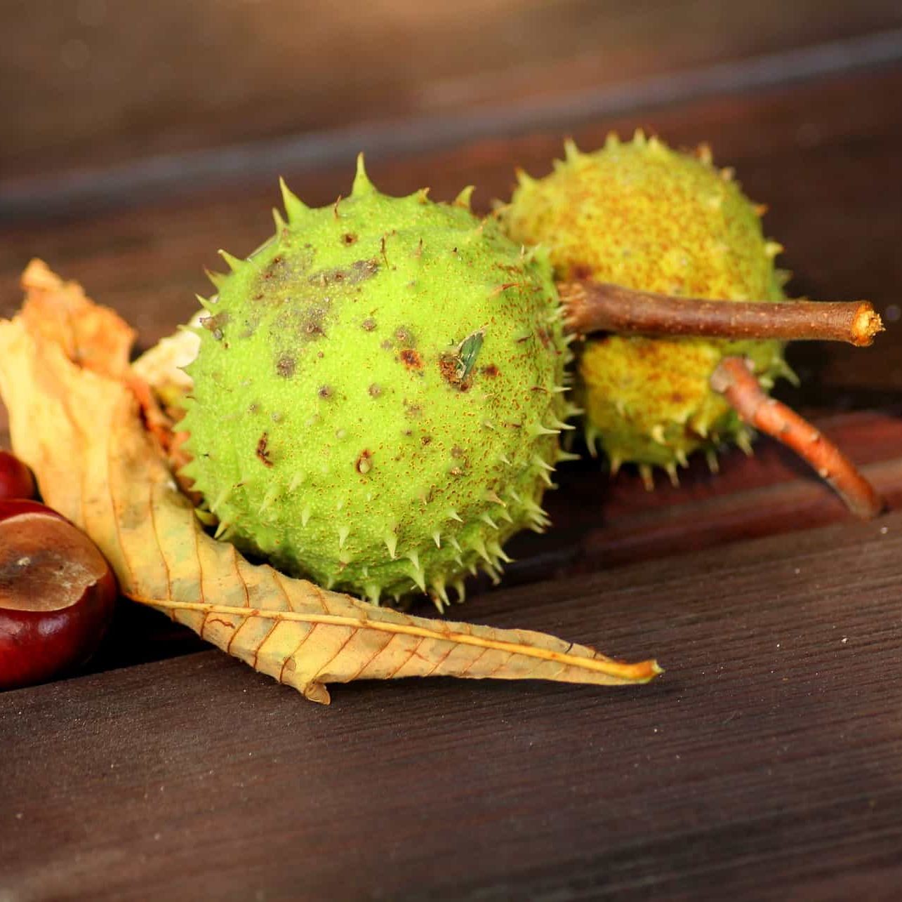 chestnuts-3663418_1920 Phytotherapie pflanzliche Medikamente