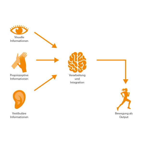 Diagramm zeigt, wie visuelle, propriozeptive und vestibuläre Infos im Gehirn verarbeitet werden, um Bewegung zu erzeugen.