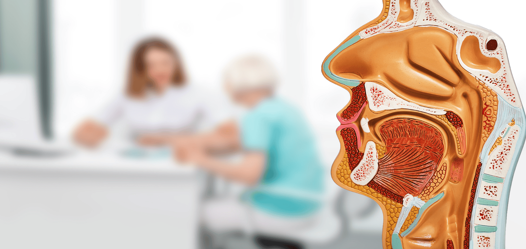 Modell einer Nase medizinisch