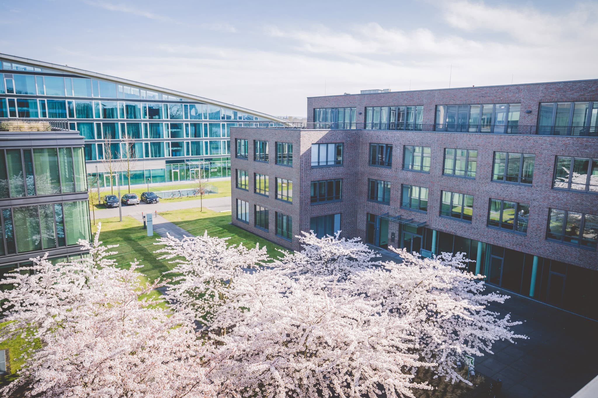 Blühende Kirschbäume vor modernen Bürogebäuden mit Glasfassaden an einem sonnigen Tag.