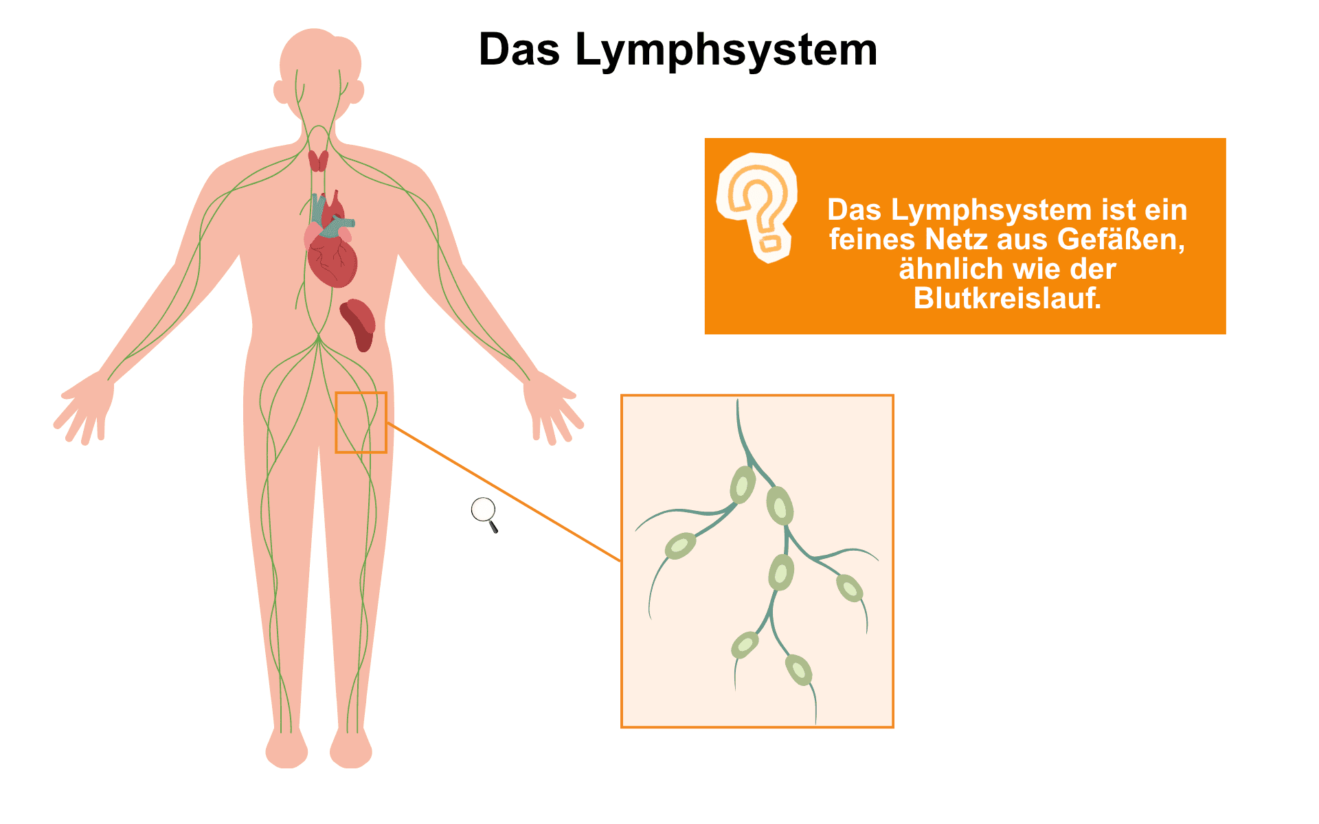 Das Lymphsystem wird beispielhaft dargestellt.