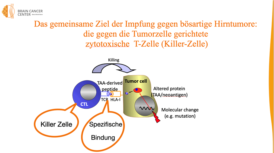 Das Ziel der Impfung gegen bösartige Hirntumoren: die zytotoxische T-Zelle (die Killerzelle) die die Tumorzelle erkennt und tötet